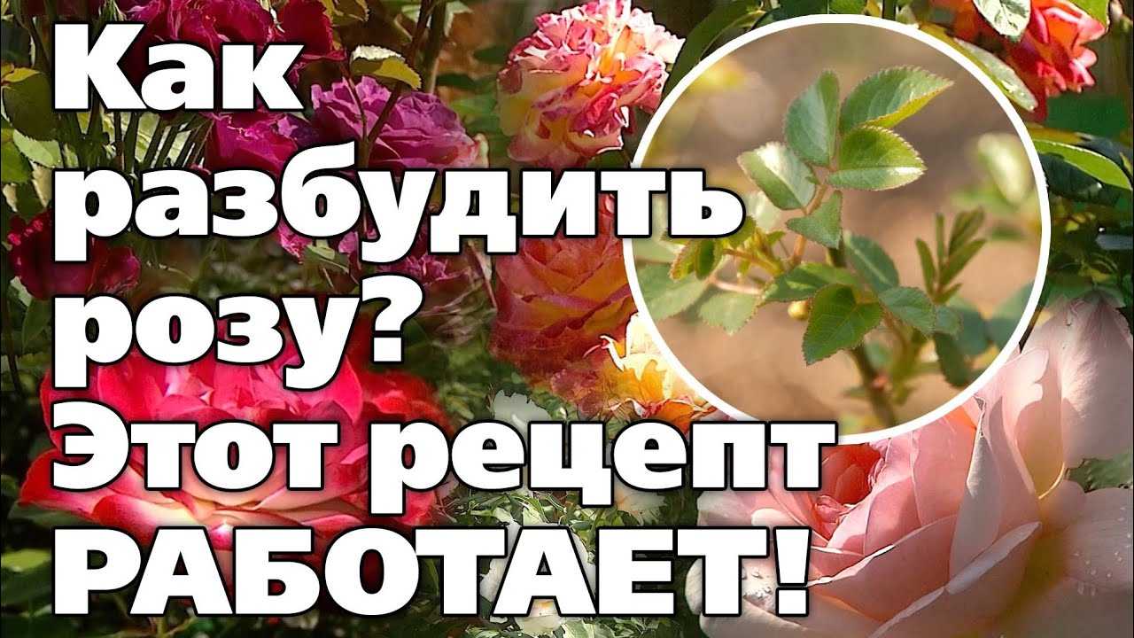 Что делать, если розы плохо перезимовали? как спасти почерневшие кусты роз
