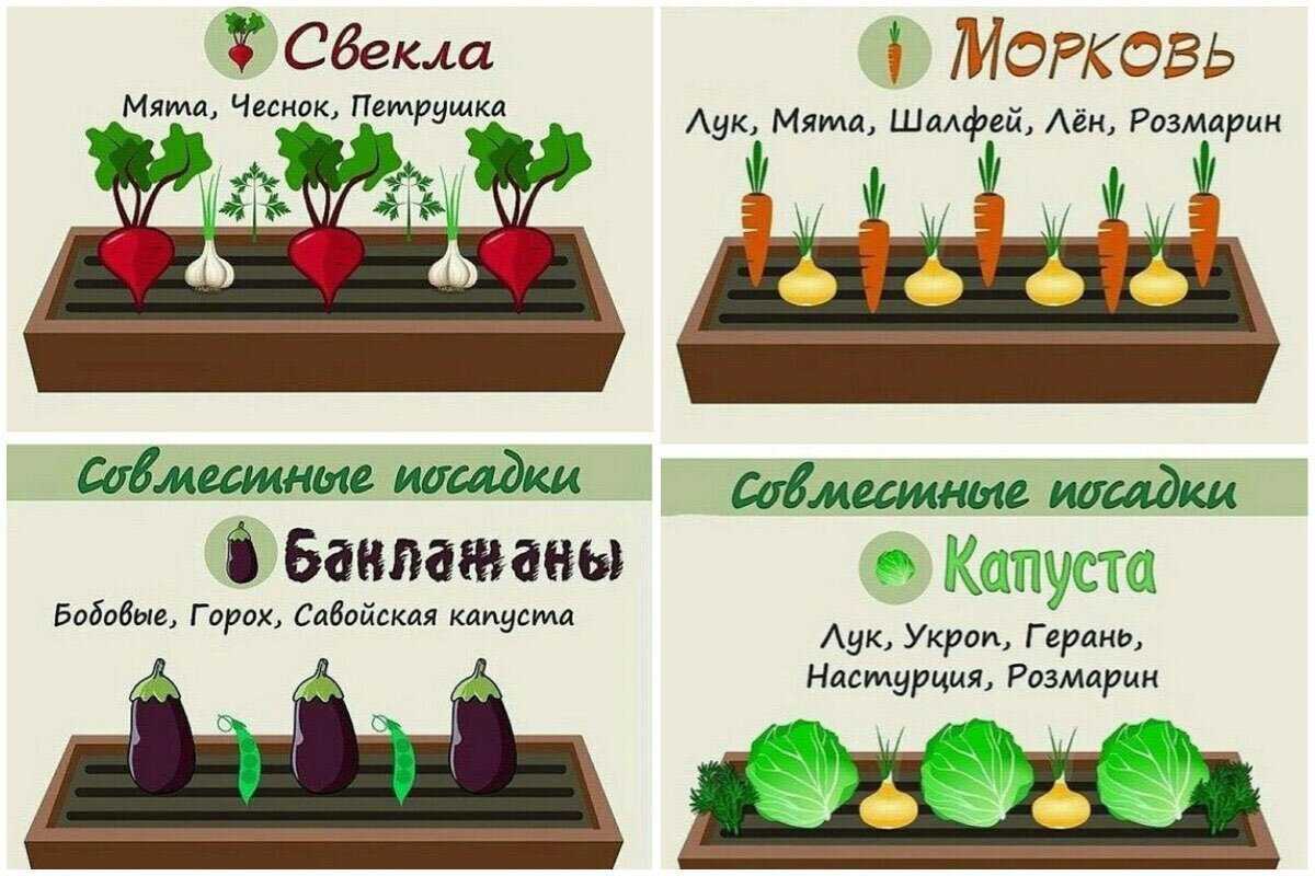 Ампельные цветы для размещения в кашпо