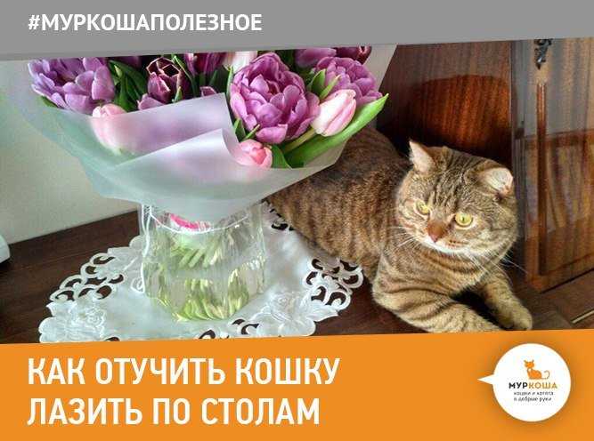 7 способов отучить кота метить территорию
