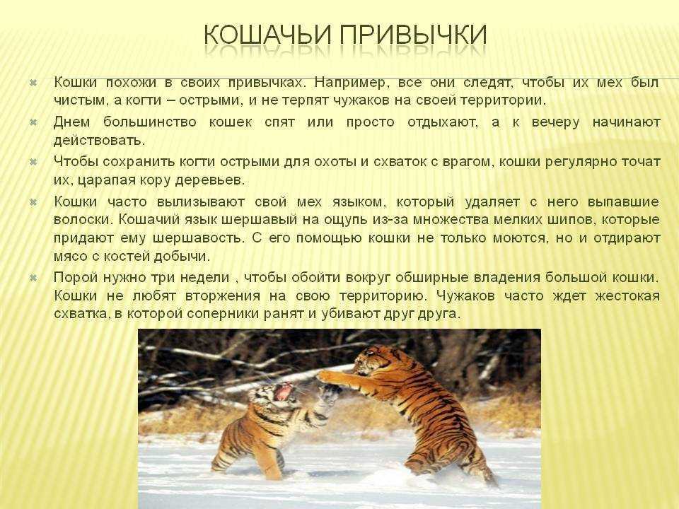 Кот гадит где попало. что делать хозяину? как помочь питомцу?