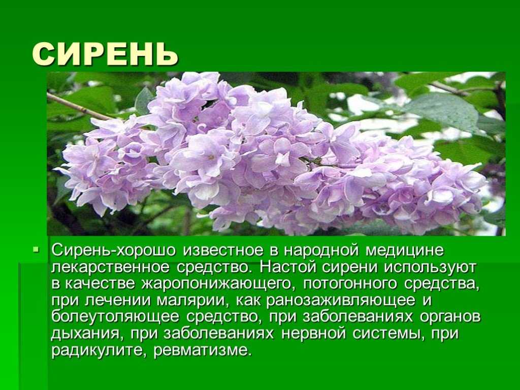 Каталог лучших сортов сирени, описание и фото
