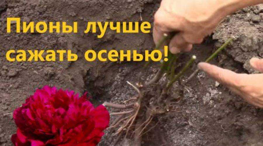 Что такое ито-пионы и как их выращивать?