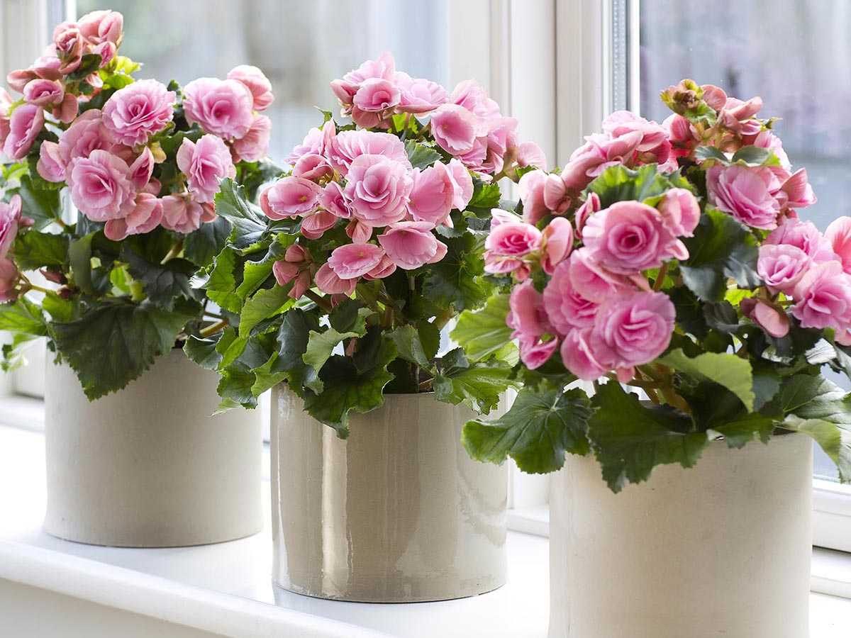 Комнатные цветы которые любят прямые солнечные лучи - theflowers