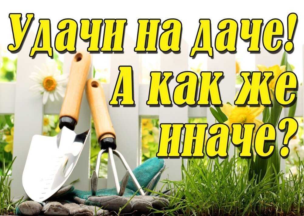 Цветы в кашпо для улицы: что и как посадить, популярные растения - названия, фото