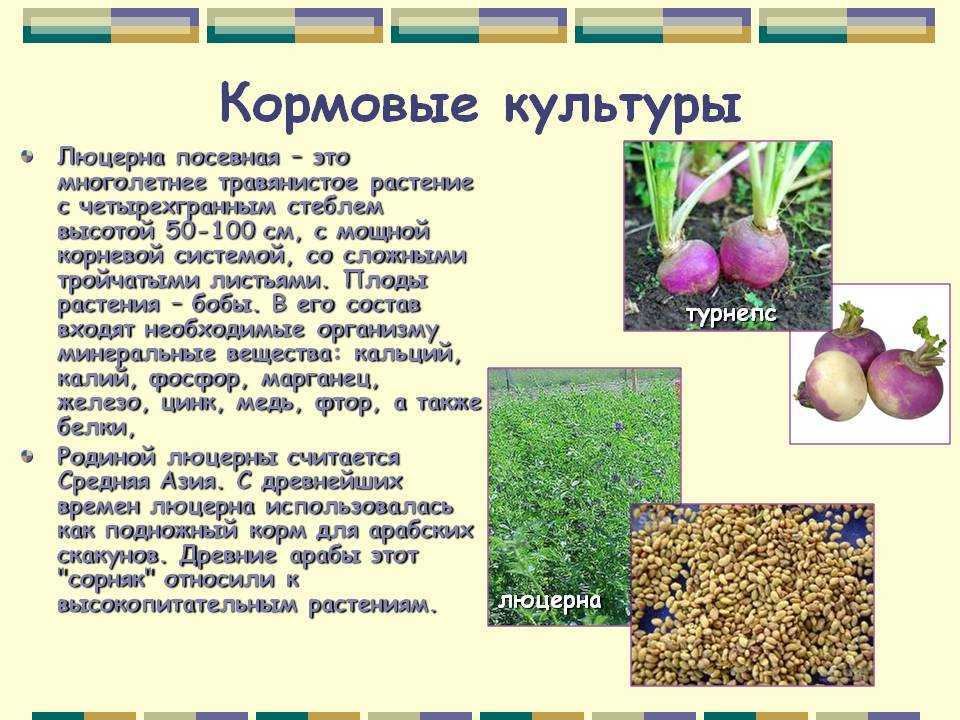 Шпаргалка для садоводов: таблица с зонами зимостойкости и морозостойкости растений