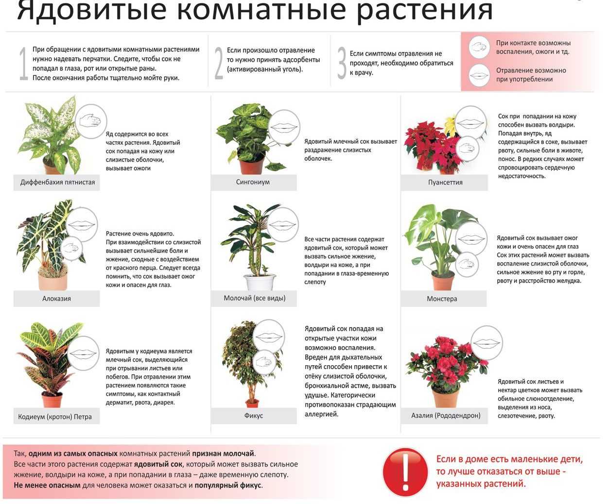 Цветок диффенбахия: ядовитый или нет? - sadovnikam.ru