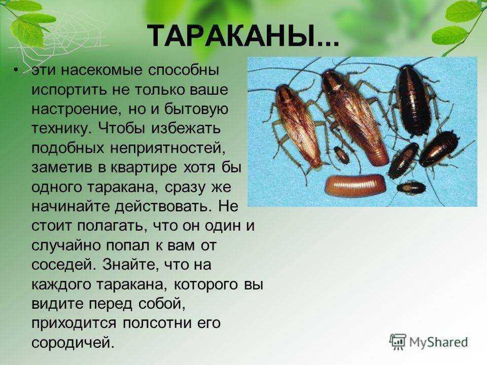 Как выбрать хлебницу: виды и свойства современных хлебниц | дом мечты