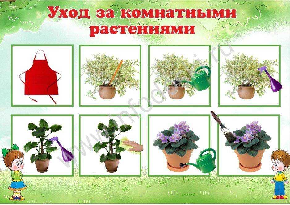 Уход за комнатными цветами зимой в домашних условиях