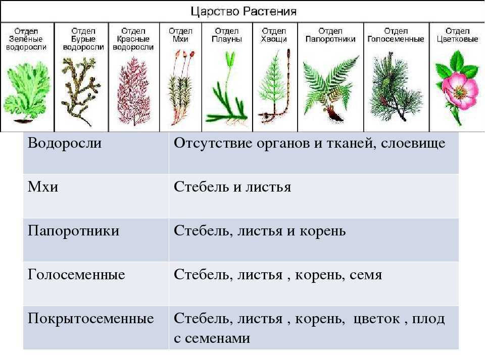 Живые изгороди из плодовых кустарников — и вкусно, и красиво. описание видов, особенности создания. фото — ботаничка