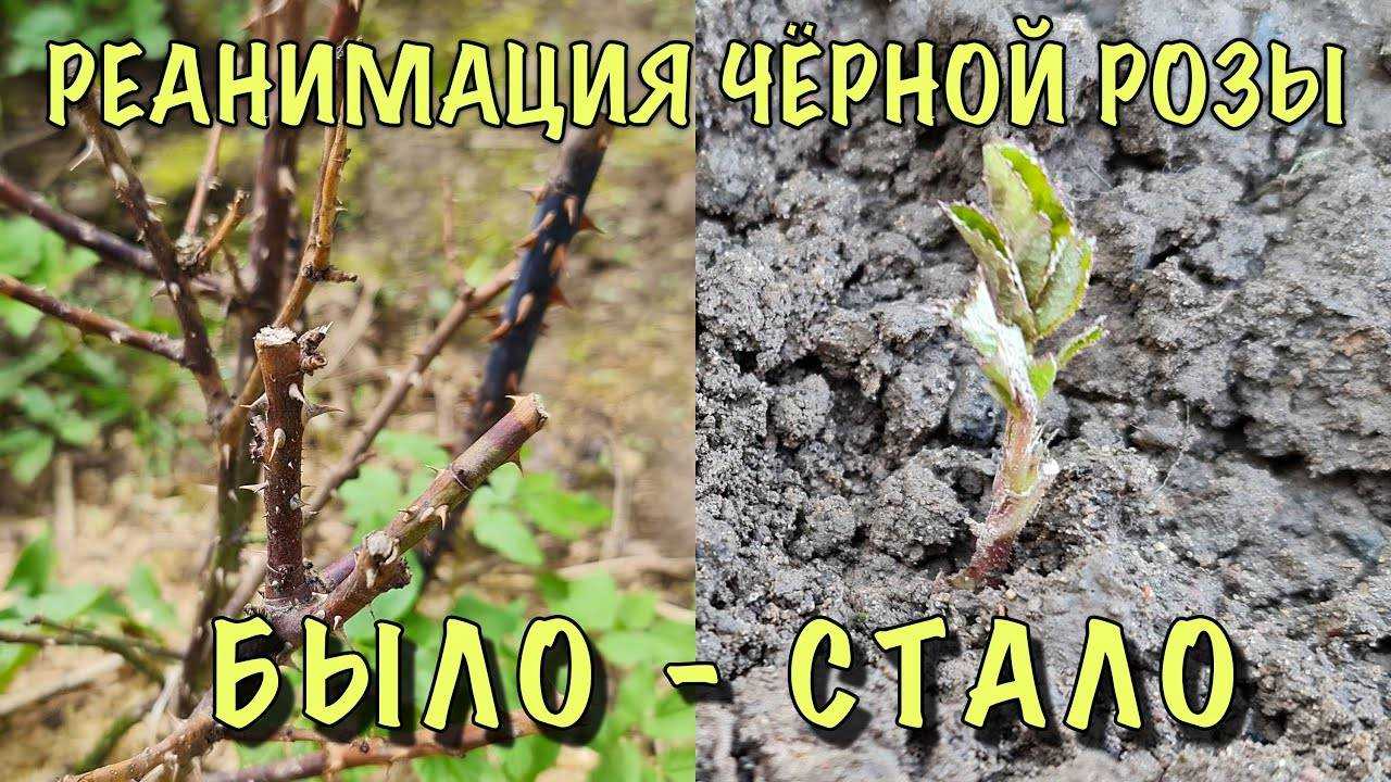 Розы: открываем, обрезаем