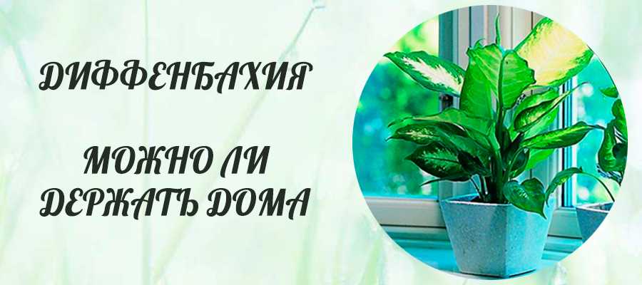Можно ли держать дома искусственные или сухие цветы