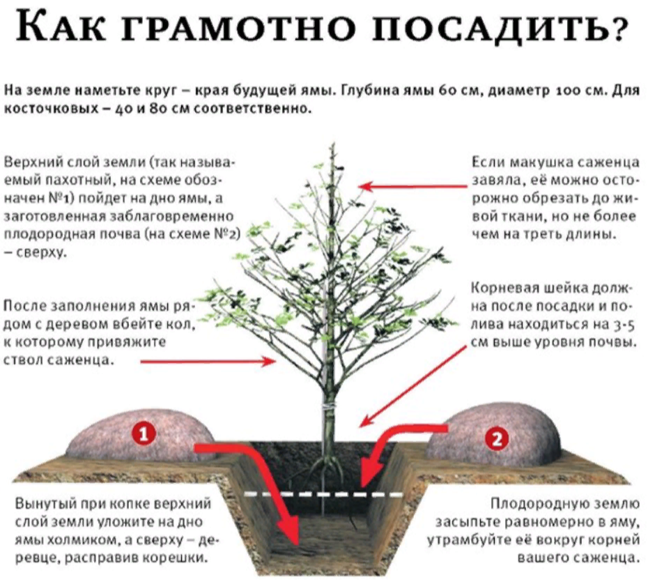 Правила посадки саженцев плодовых деревьев